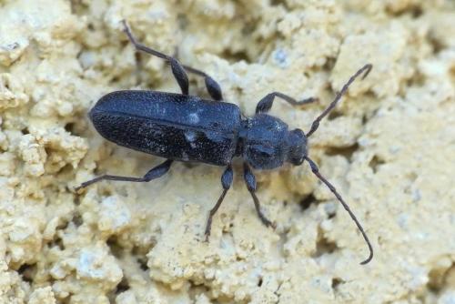 Réf. 207 804 : Hylotrupes bajulus